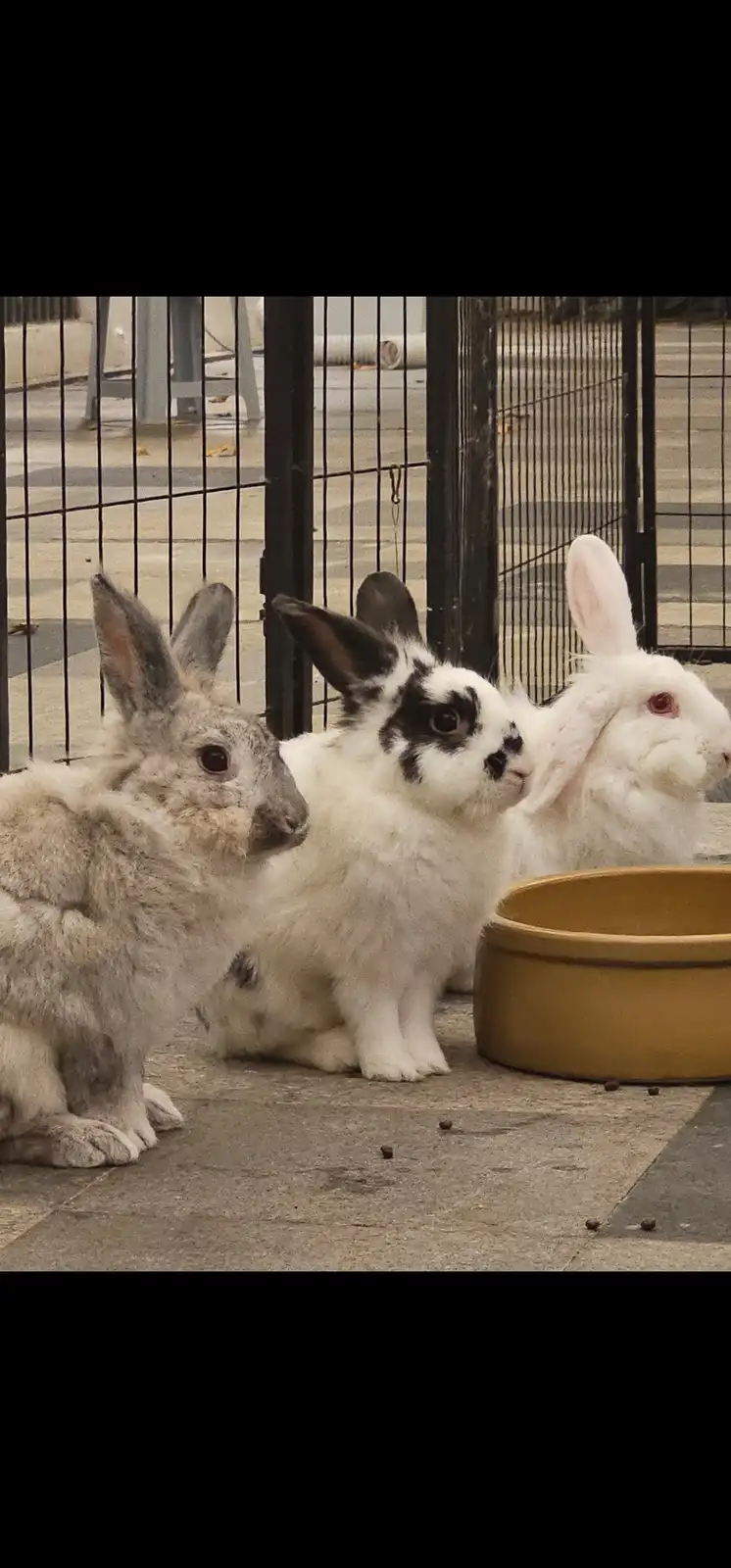 Three rabbits sit side-by-side on a paved surface near a black metal fence, with a yellow food bowl nearby. The rabbit on…