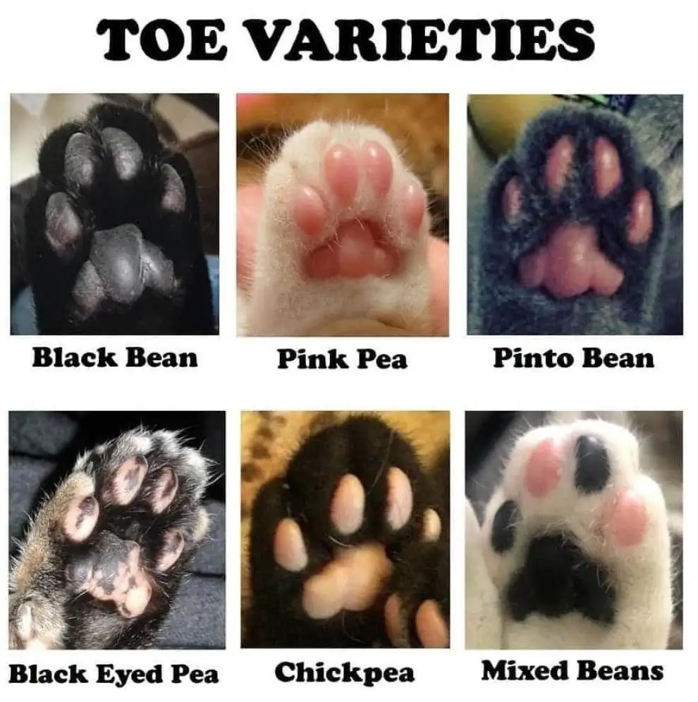 The Quirky Charm of Beanie Weenies