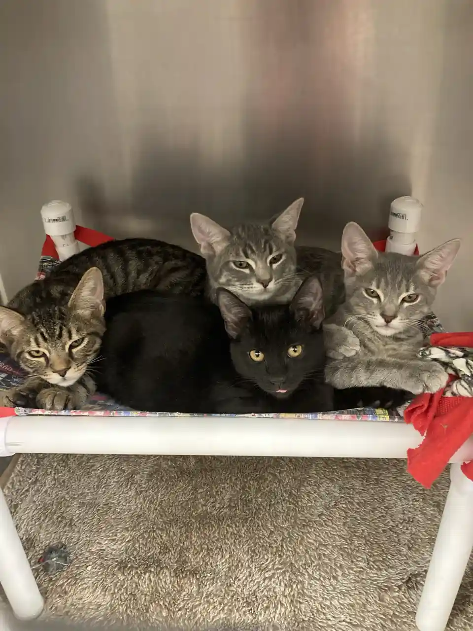 Four cats are huddled together on a white plastic-framed bed with a colorful fabric top, looking directly at the camera with…