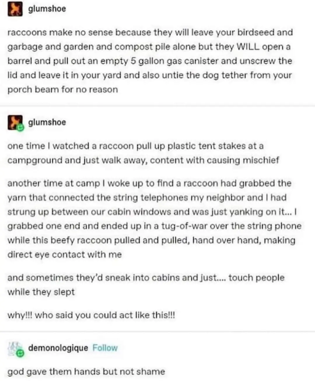 The Mischievous Raccoon Strikes Again