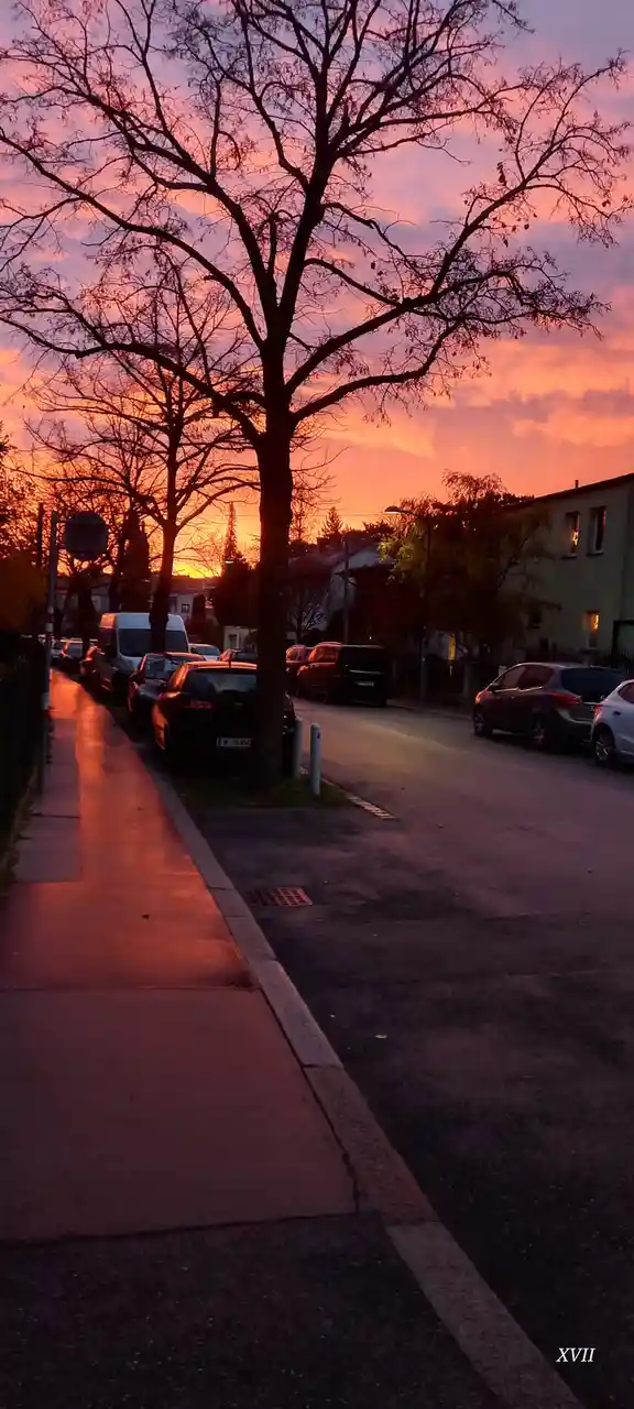 A street scene at sunset with bare trees silhouetted against a vibrant orange and pink sky, cars parked along the road, and…