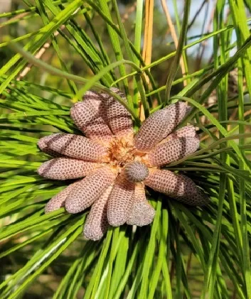 a close-up photo of a pine cone with a unique, flower-like appearance, surrounded by green pine needles. the overlaid text…