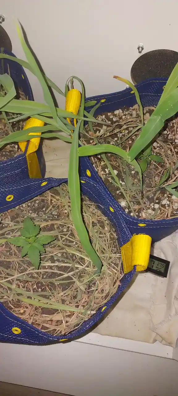 A close-up photo shows several blue fabric planters with yellow straps, filled with soil and green grass-like plants. One…