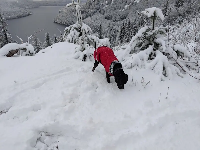 A black dog wearing a red winter coat is walking on a snowy hillside with a scenic view of a snow-covered forest and lake in…