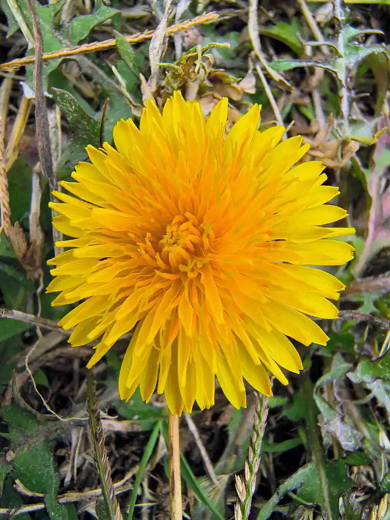A close-up photo shows a bright yellow dandelion flower in full bloom, surrounded by green leaves and dry grass. The…