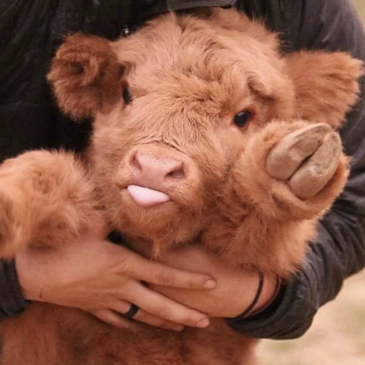 A close-up photo shows a fluffy, reddish-brown Highland calf being held by a person in a black jacket. The calf has its…