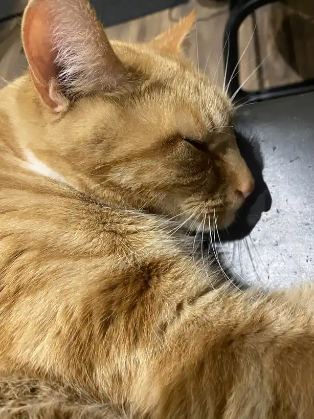 A close-up photo of a ginger cat sleeping peacefully with its eyes closed, resting its head on a dark surface. The cat's fur…