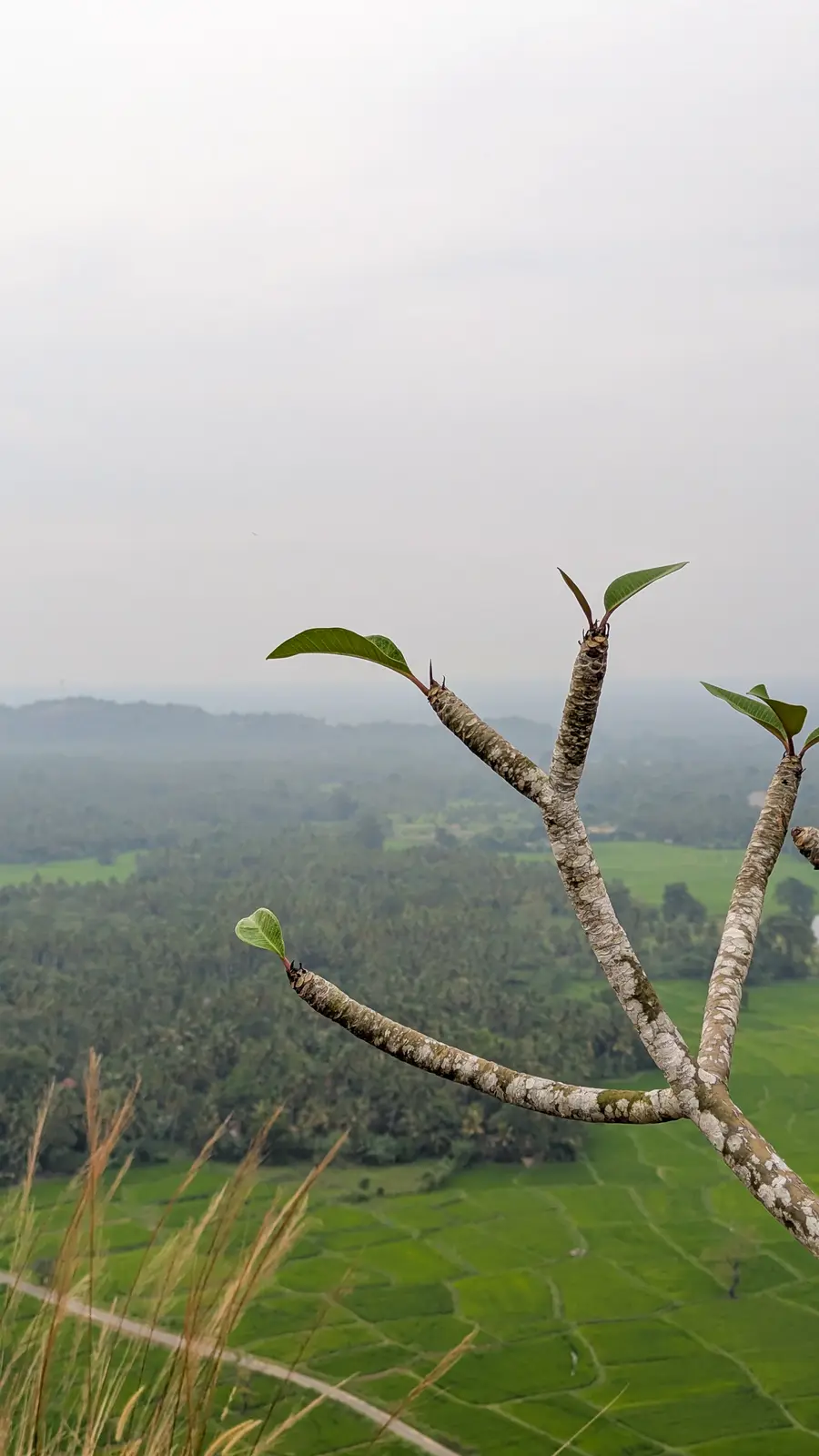 A close-up of tree branches with green leaves against a backdrop of lush green rice paddies and distant hills under an…