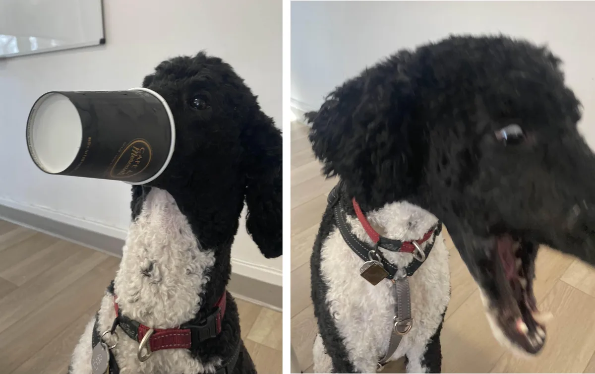 A black and white dog with curly fur is shown in two side-by-side photos. In the left photo, the dog has a black coffee cup…