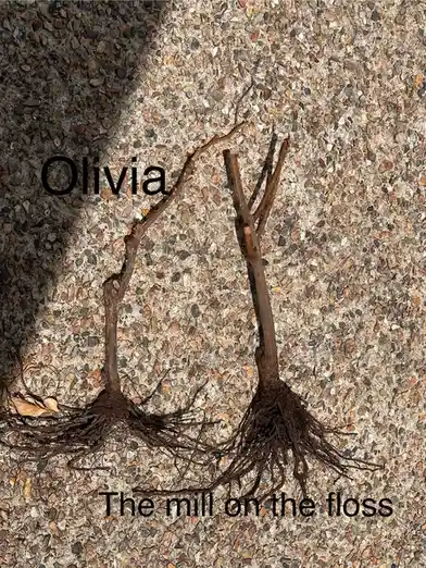 Two small, bare-rooted tree saplings lie side by side on a pebbled concrete surface. The sapling on the left is labeled…