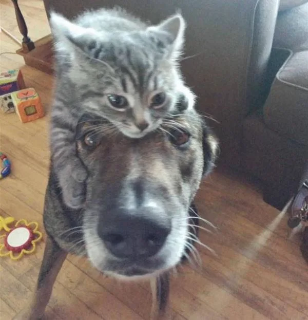 A small gray tabby kitten is perched atop the head of a large, calm-looking dog, which is looking directly at the camera…