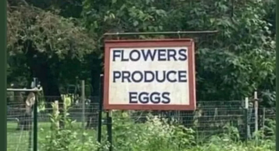 A weathered sign in a garden reads 'FLOWERS PRODUCE EGGS' in bold black letters, surrounded by green foliage and a wire…