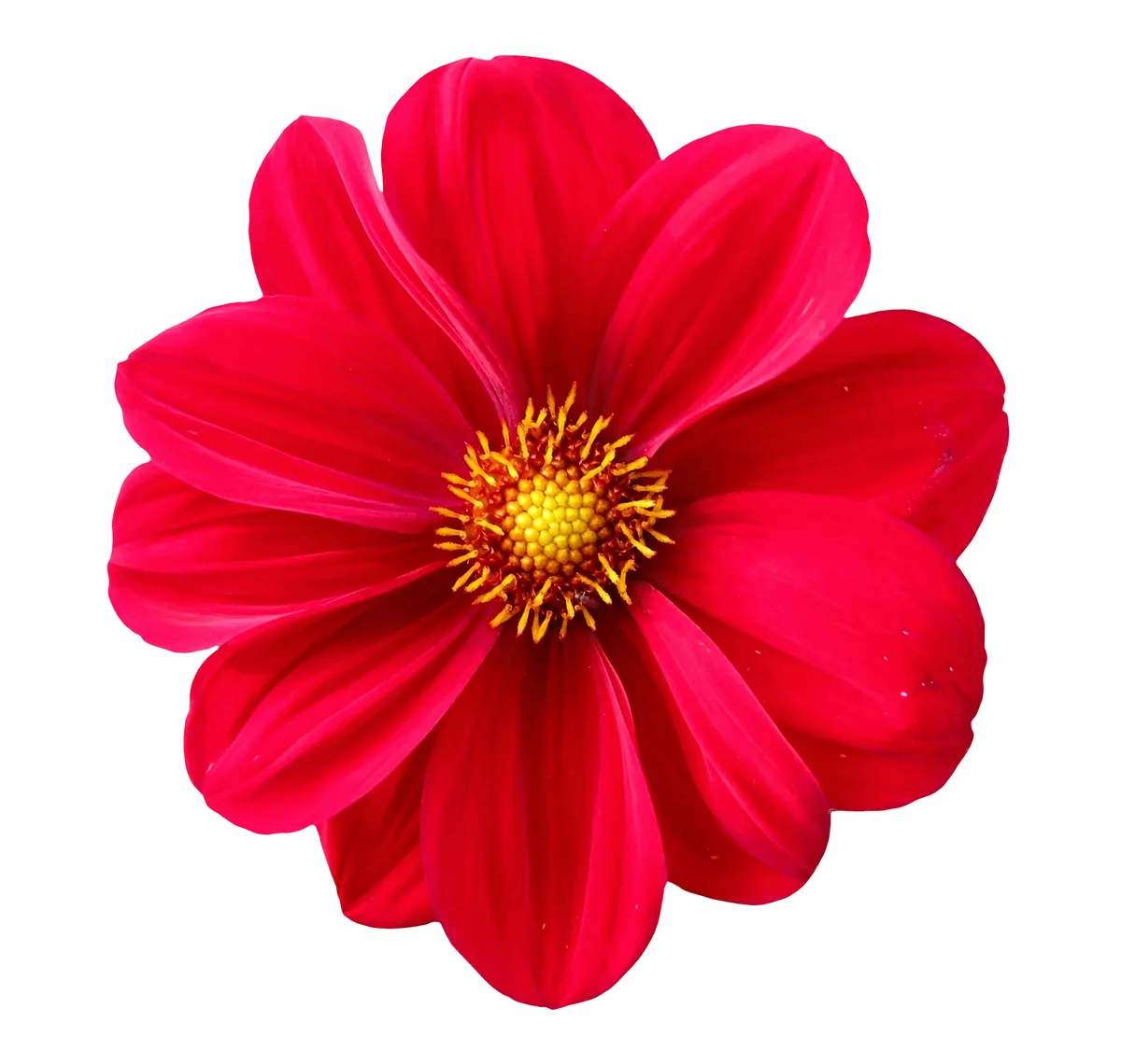 A vibrant red dahlia flower with a yellow center is shown against a plain white background. The image has text overlaid that…