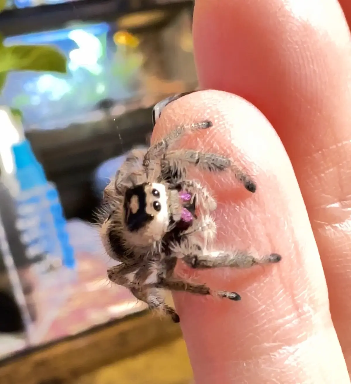 A close-up photo shows a small, furry jumping spider perched on a human fingertip. The spider has large, prominent eyes and…