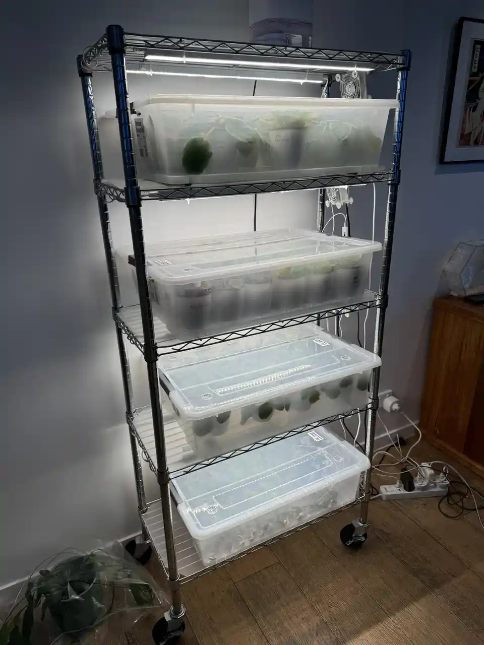 A four-tiered metal rolling cart is filled with clear plastic storage bins, each containing potted plants under LED grow…