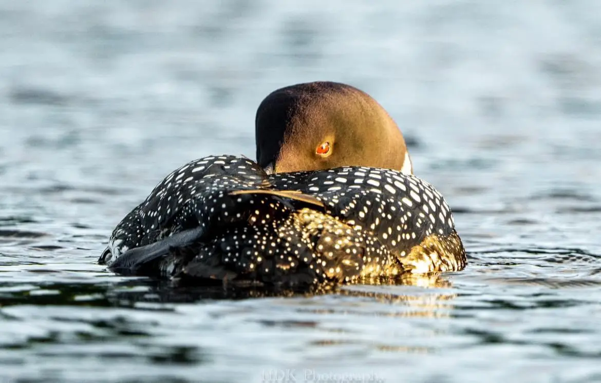 a loon with black and white spotted feathers is floating on water, tucking its head into its back, appearing to be resting…