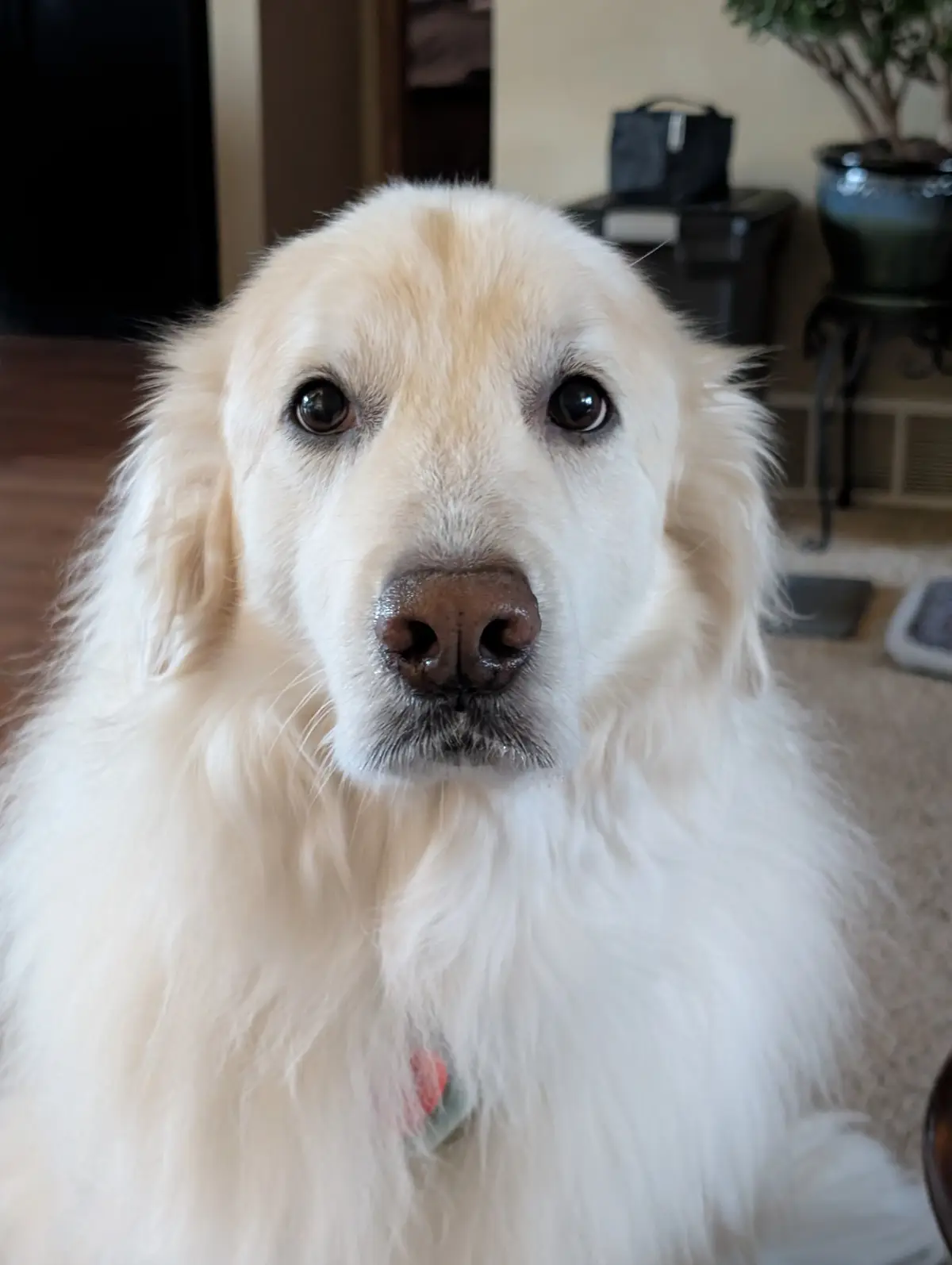 A close-up photo of a fluffy, light-colored golden retriever staring directly at the camera with large, soulful eyes. The…