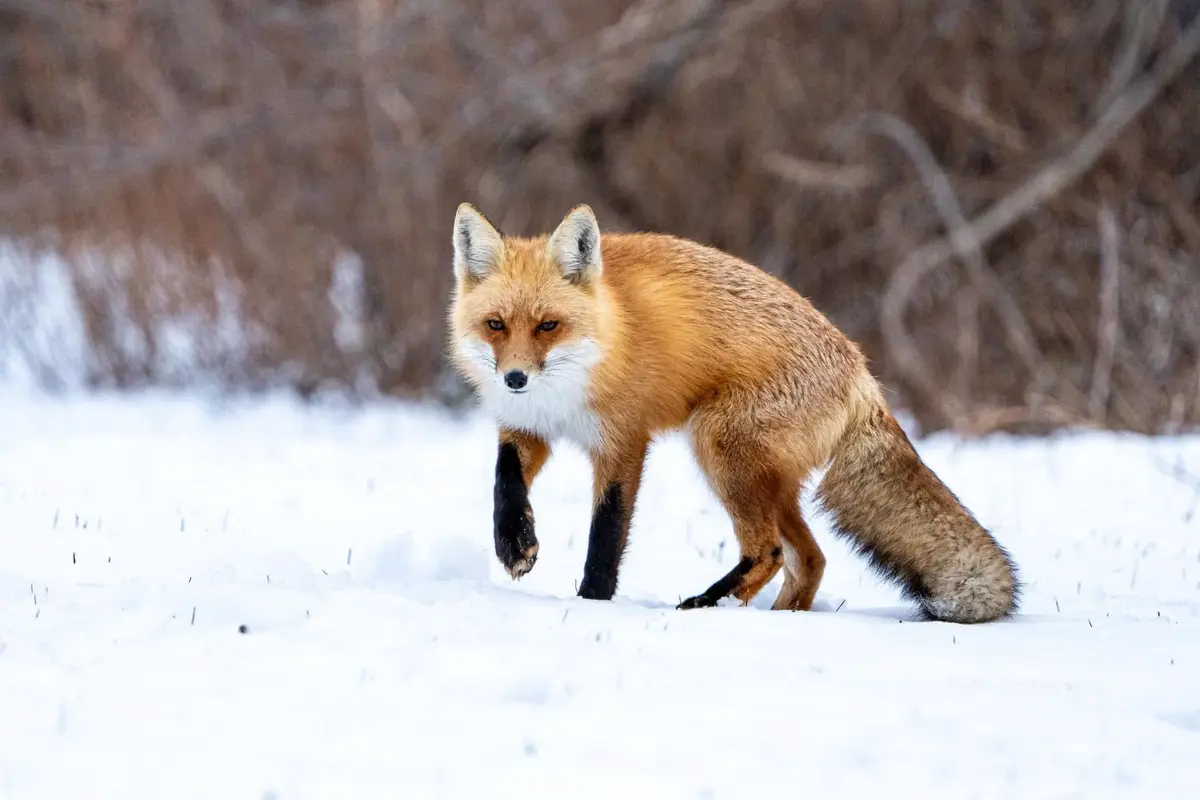 A red fox with black-tipped paws is captured mid-stride in a snowy field, looking directly at the camera with a serious…