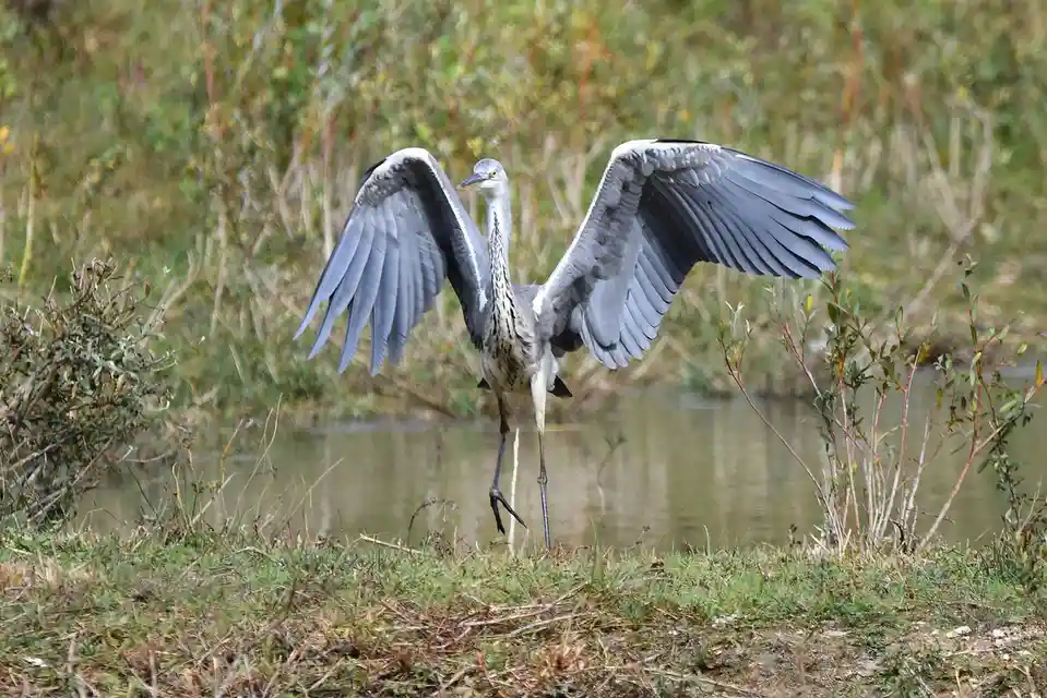 A grey heron stands at the water's edge with wings spread wide, one leg lifted, in a natural wetland setting. The overlaid…