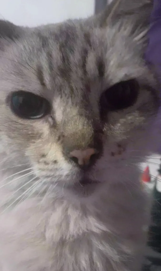 A close-up photo of a gray tabby cat with a very human-like, intense stare and slightly downturned mouth, giving it a…