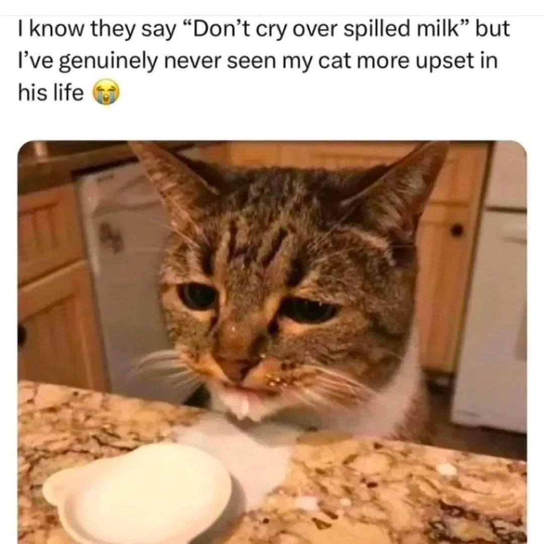 A close-up photo of a tabby cat with a white chest, looking sad and dejected with milk splattered on its face and whiskers…