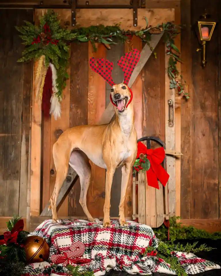 Murray's Hilarious Christmas Wishes