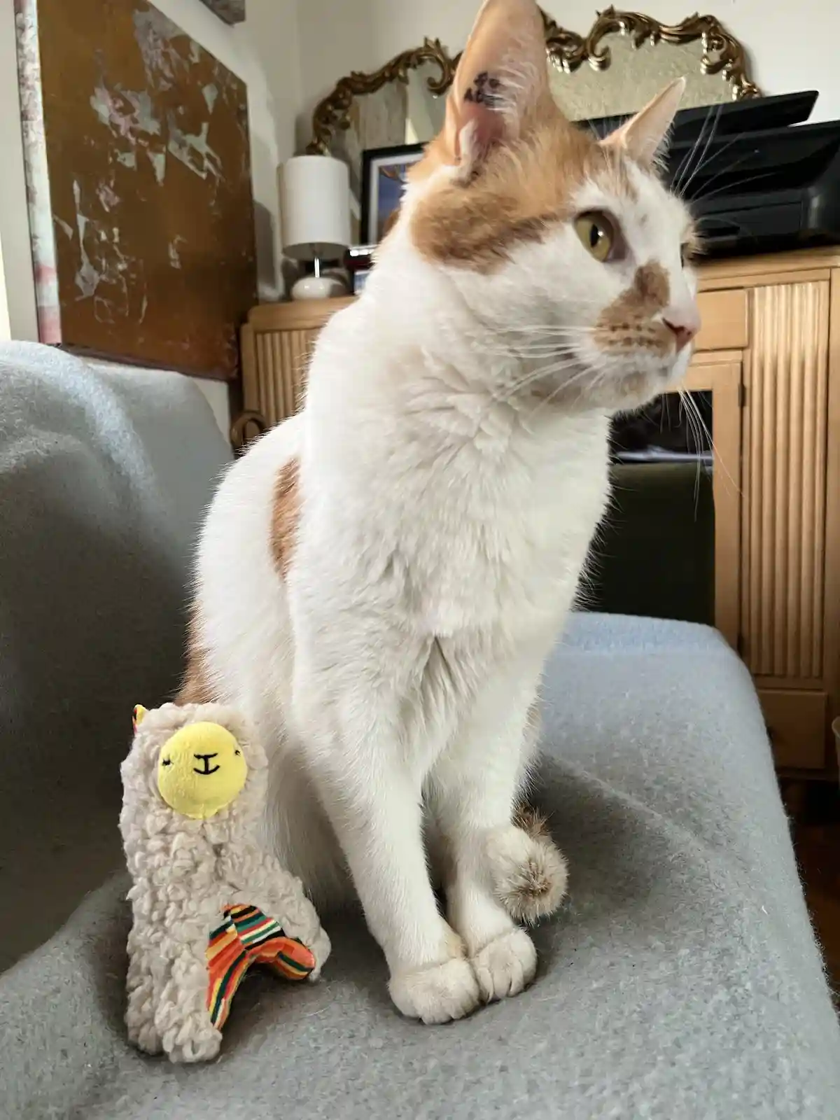 A white and orange cat sits upright on a gray couch next to a small, fluffy stuffed llama toy. The cat has a small tattoo on…