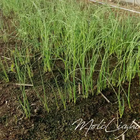 A close-up photo of a field of green, slender, grass-like plants growing in dark soil, with a white cursive watermark…