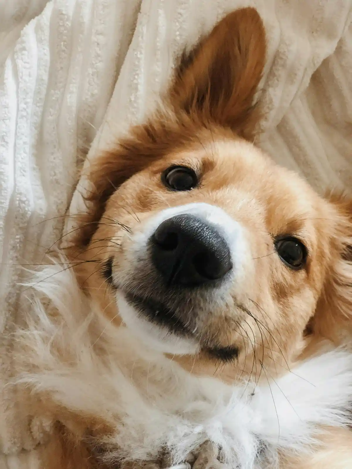 A close-up photo of a fluffy tan and white dog with large dark eyes and a black nose, looking directly at the camera while…