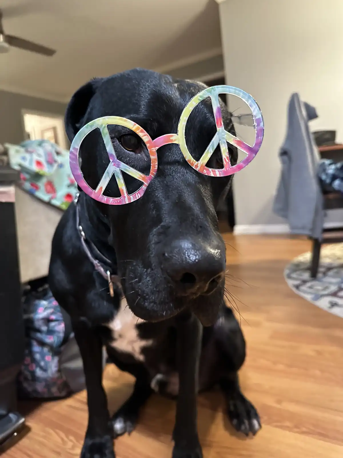 A black dog sits indoors on a wooden floor, wearing large, colorful tie-dye glasses with peace symbols for lenses. The dog…
