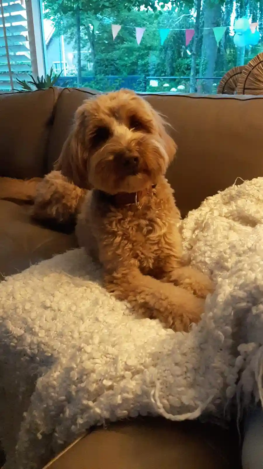 A fluffy, light brown dog with shaggy fur sits on a brown couch partially covered by a white, textured blanket. The dog…