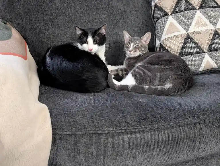 Two cats are curled up together on a dark gray couch; one is black and white, the other is gray tabby, both looking relaxed…