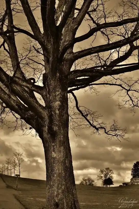 A sepia-toned photograph of a large, bare, gnarled tree with a distinct hole in its trunk, set against a cloudy sky with a…