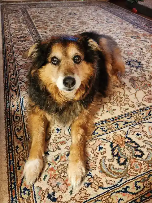 A fluffy brown and black dog with a white muzzle lies on a patterned rug, looking directly at the camera with a slightly sad…
