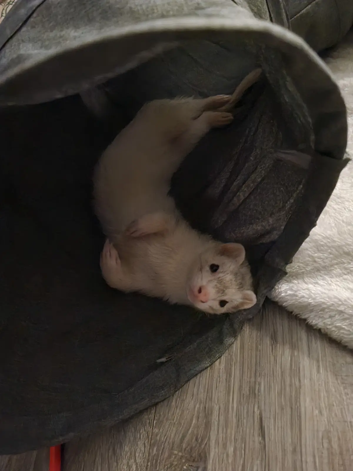 A white ferret is lying on its back inside a dark gray fabric tunnel, looking up at the camera with a relaxed expression…