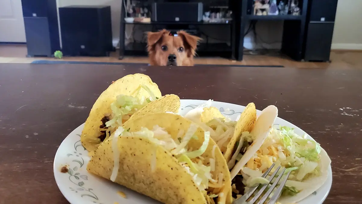 A plate of four tacos sits on a wooden table in the foreground, with a small brown dog peeking over the table from behind…