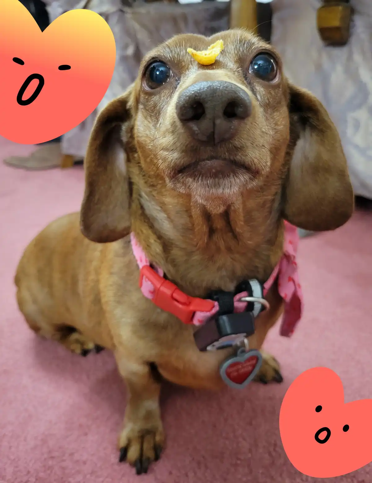 A close-up photo of a brown dachshund sitting on a pink carpet, looking upward with wide, expressive eyes. A small yellow…