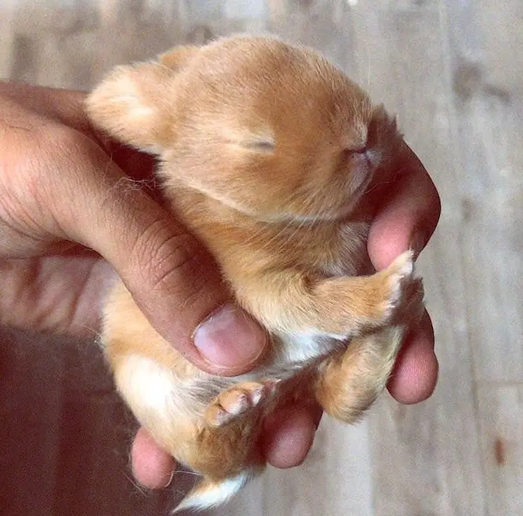 A tiny, sleeping, light-brown baby bunny with closed eyes is cradled gently in a person's cupped hands. The bunny's small…