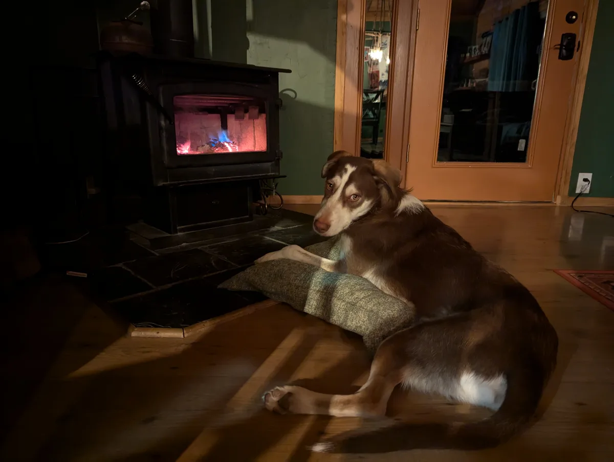 A brown and white dog sits on a pillow on a wooden floor next to a lit wood stove, looking directly at the camera with a…