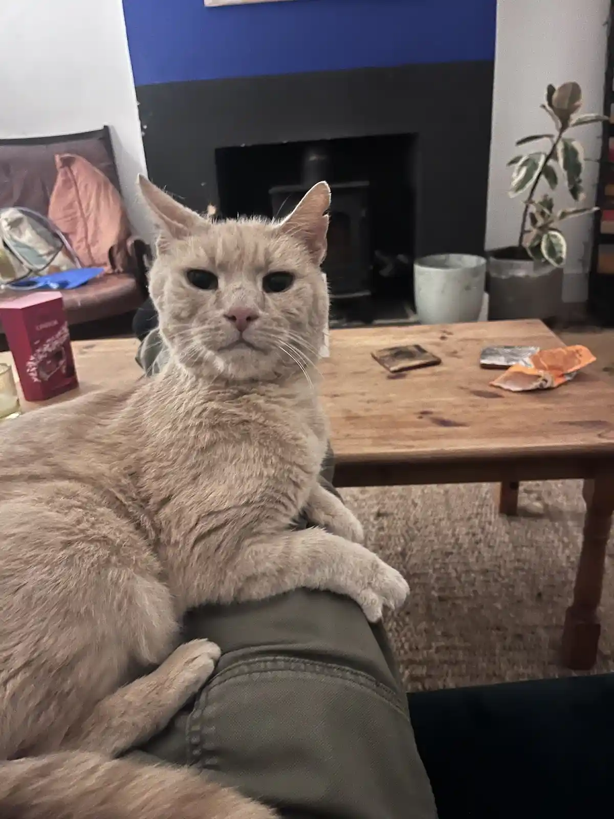 Is This the Secret Cat Distribution Network?
