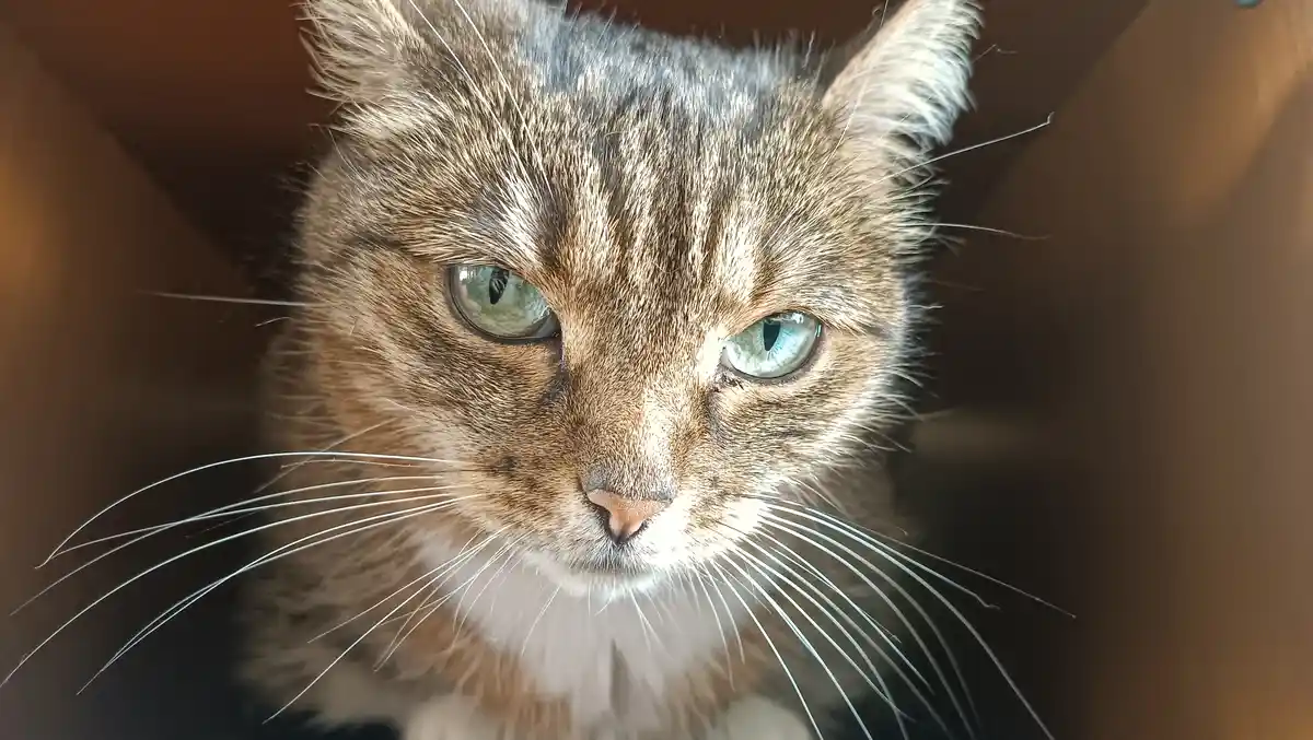A close-up photo of a tabby cat with striking green eyes and a white chest, looking directly at the camera from inside a…