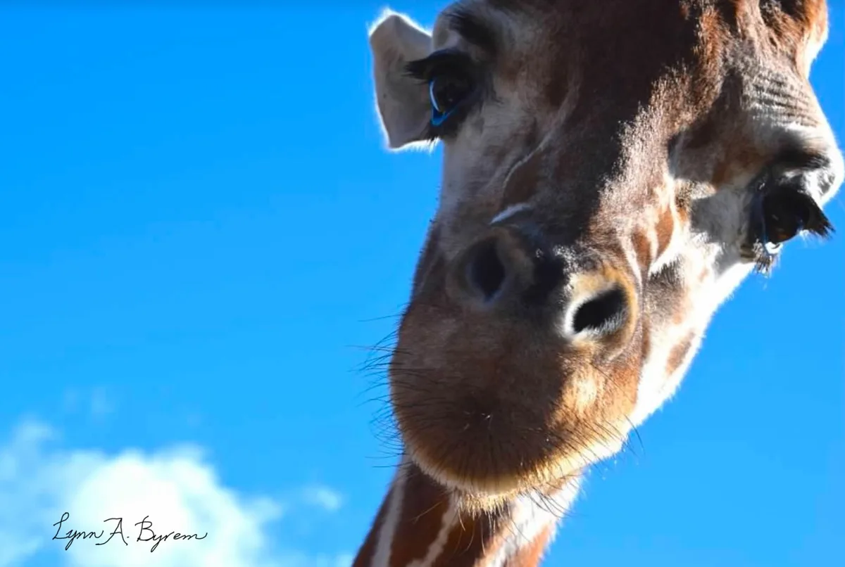 Meet the majestic giraffe!