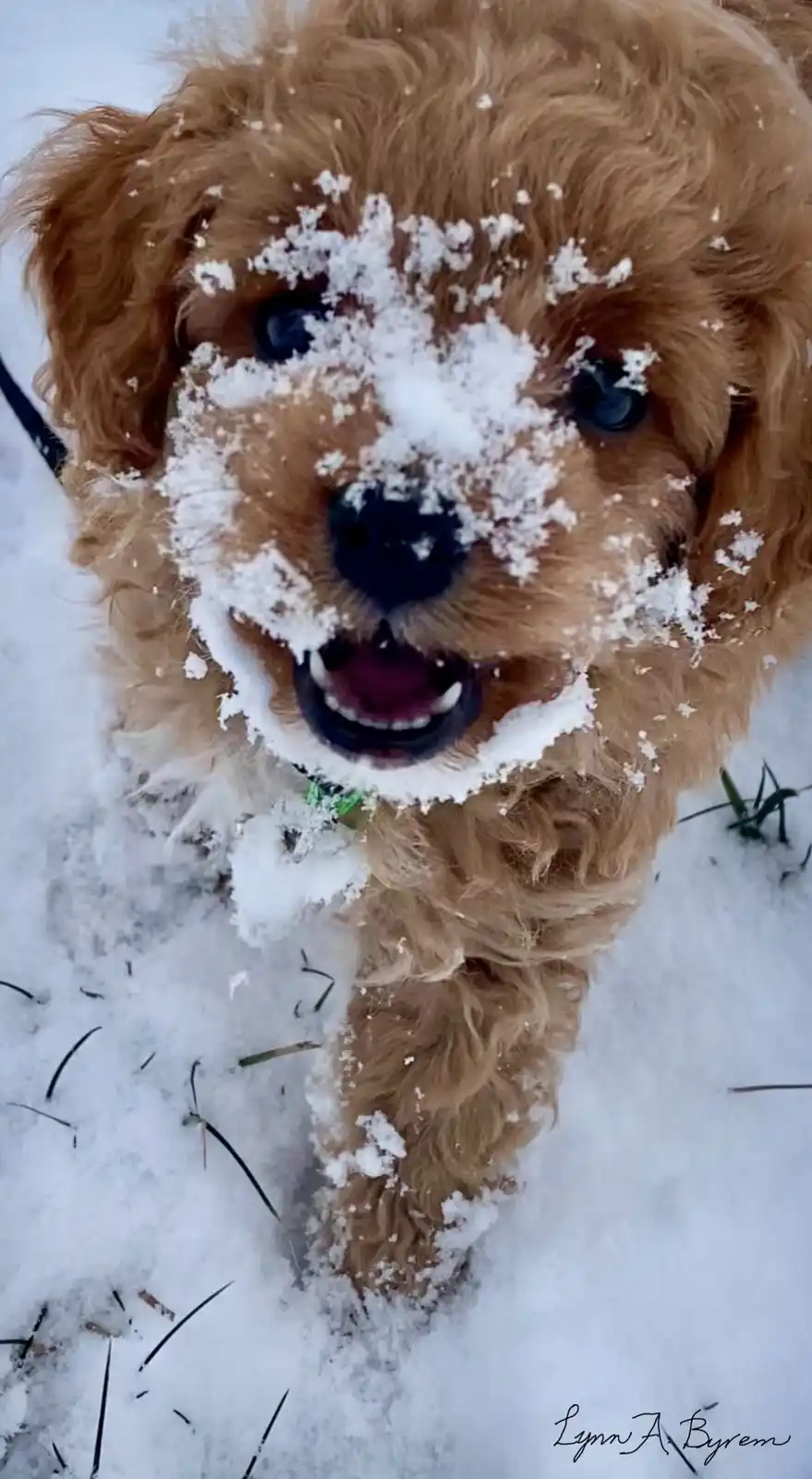 A close-up photo shows a fluffy, light brown puppy with snow covering its face, nose, and mouth, standing in a snowy outdoor…