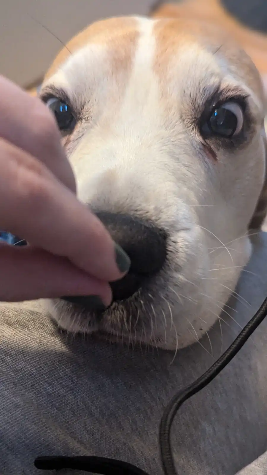 A close-up photo shows a light brown and white dog with large, expressive eyes looking directly at the camera. A person's…