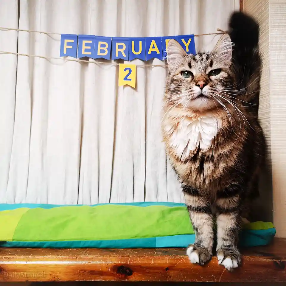 A fluffy tabby cat with green eyes stands on a wooden surface, looking unimpressed, with a blue and yellow banner reading…