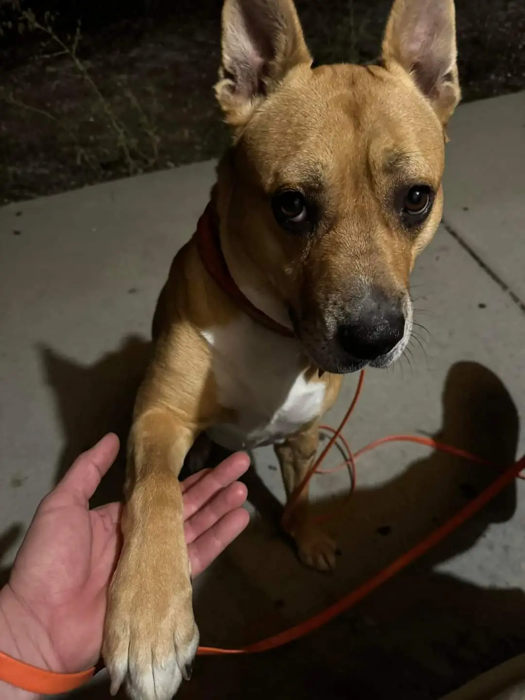 A tan and white dog with large ears and a red collar looks directly at the camera with a pleading expression while extending…