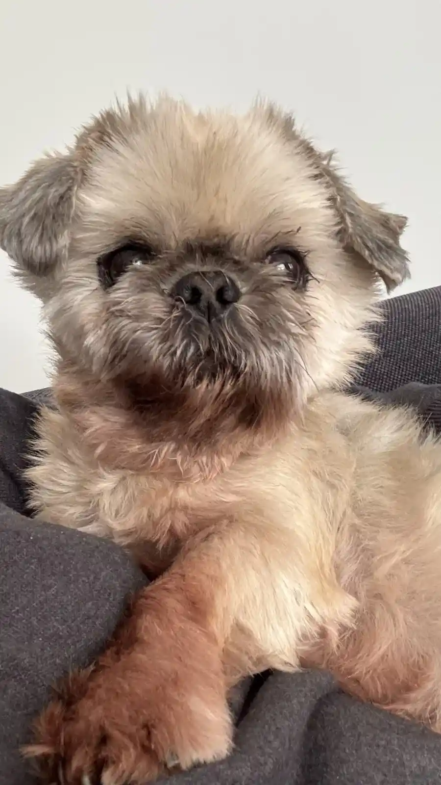 A close-up photo of a small, fluffy dog with a scruffy face and sad, watery eyes, looking upward while resting on a dark…