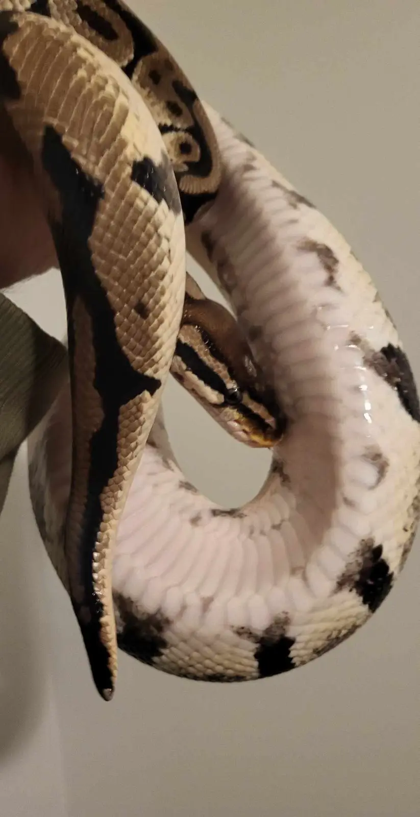 A close-up photo shows a large snake, likely a ball python, coiled and being held by a person's hand. The snake's head is…