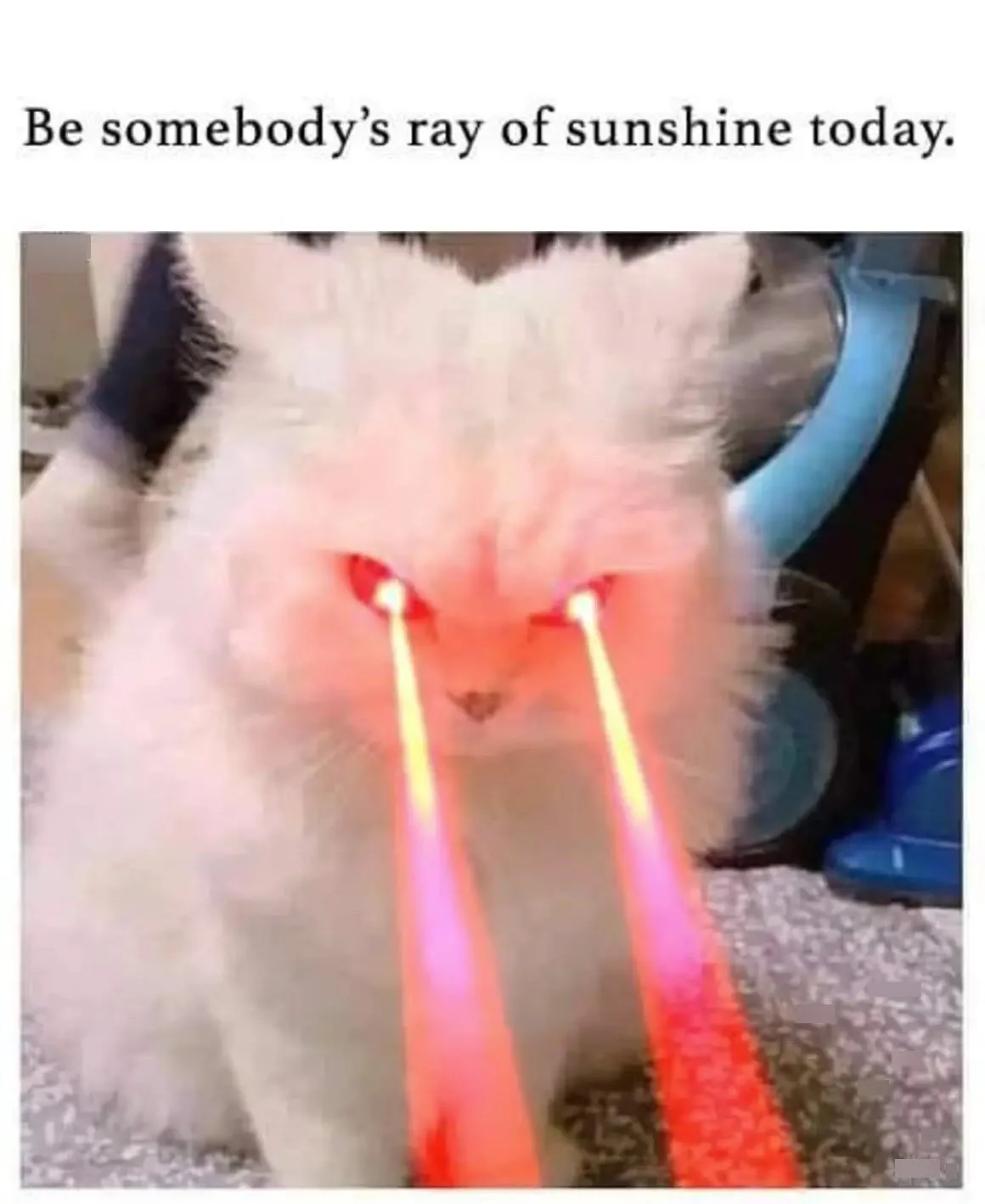 A fluffy white cat stares intensely forward with digitally added red laser beams shooting from its eyes, juxtaposed with the…