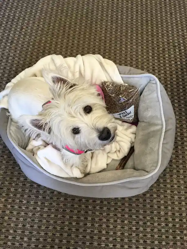 Honoring Lily Bella Every Single Day
